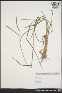 Paspalum laeve image