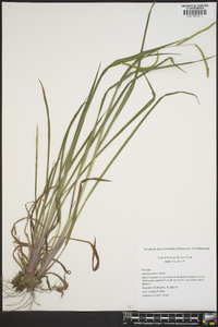 Paspalum laeve image