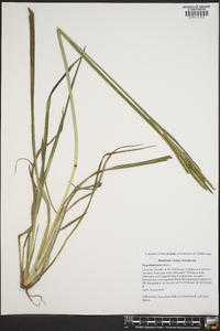 Paspalum laeve image