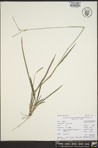 Paspalum laeve image