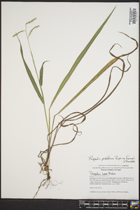 Paspalum pubiflorum image