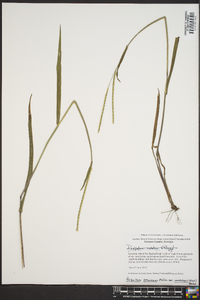 Paspalum setaceum var. muhlenbergii image