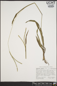 Paspalum setaceum var. muhlenbergii image