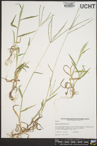 Digitaria ciliaris image