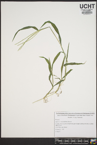 Digitaria ciliaris image