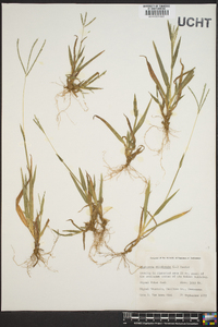 Digitaria filiformis image