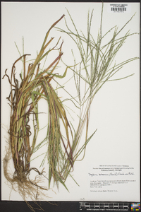 Digitaria ischaemum image