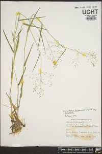 Panicum dichotomum image