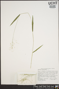 Panicum dichotomum image