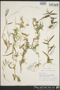 Panicum nitidum image