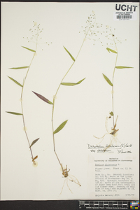 Panicum dichotomum image