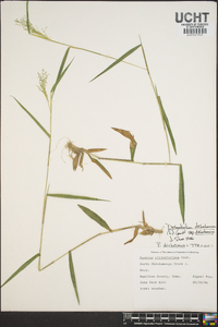 Panicum dichotomum image