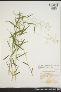 Panicum dichotomum image