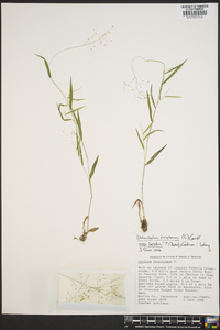 Panicum dichotomum image