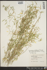 Panicum dichotomum image