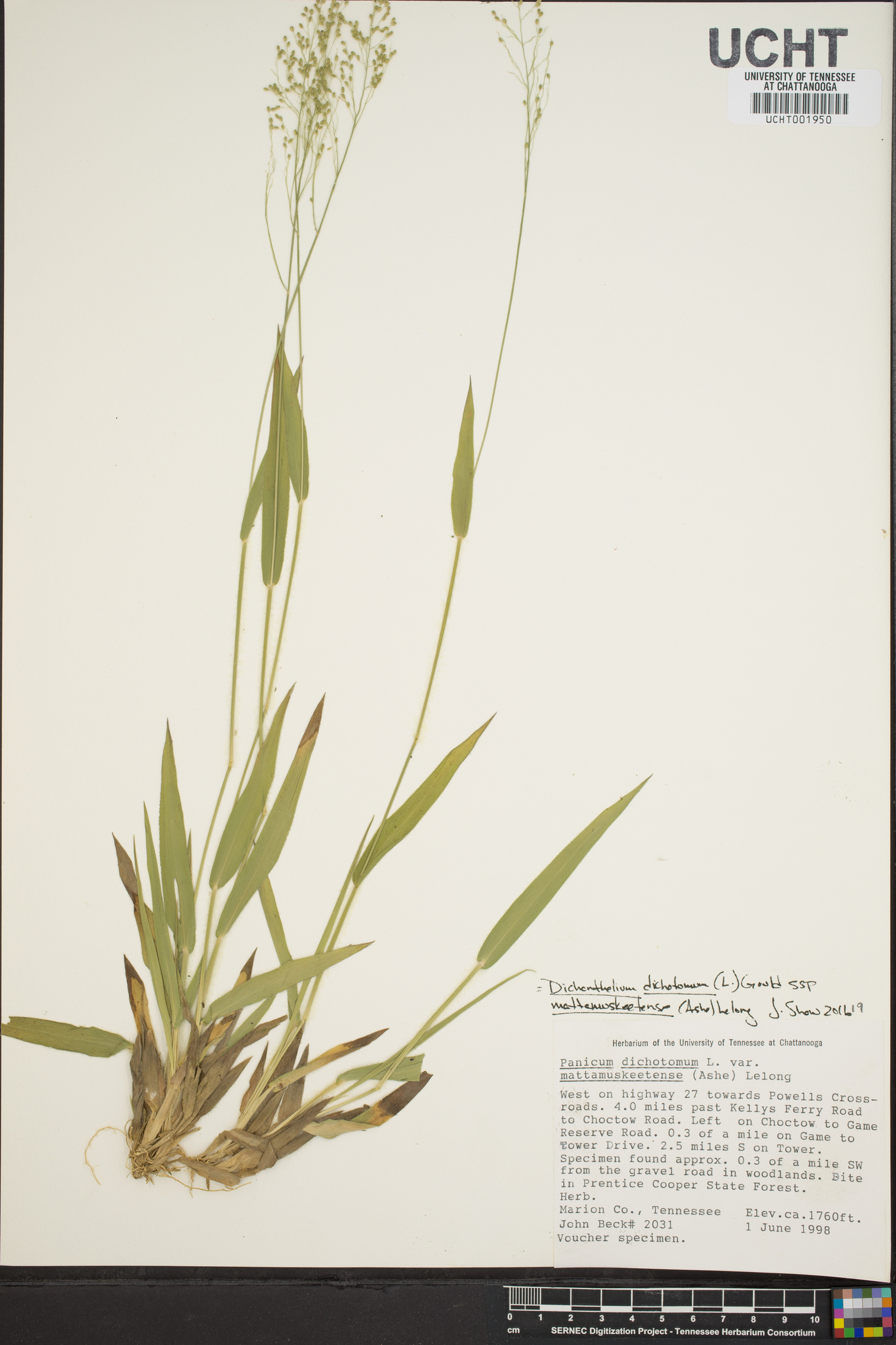 Panicum dichotomum var. mattamuskeetense image