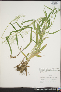 Panicum dichotomum var. mattamuskeetense image