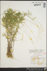 Panicum dichotomum image