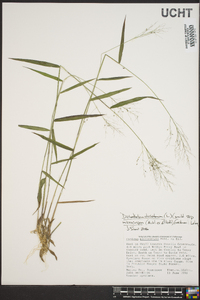 Panicum dichotomum image