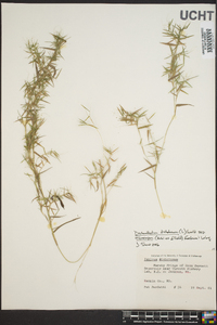 Panicum dichotomum image