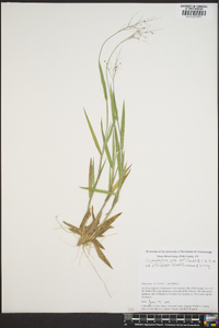 Dichanthelium ovale image