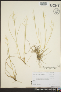 Dichanthelium depauperatum image