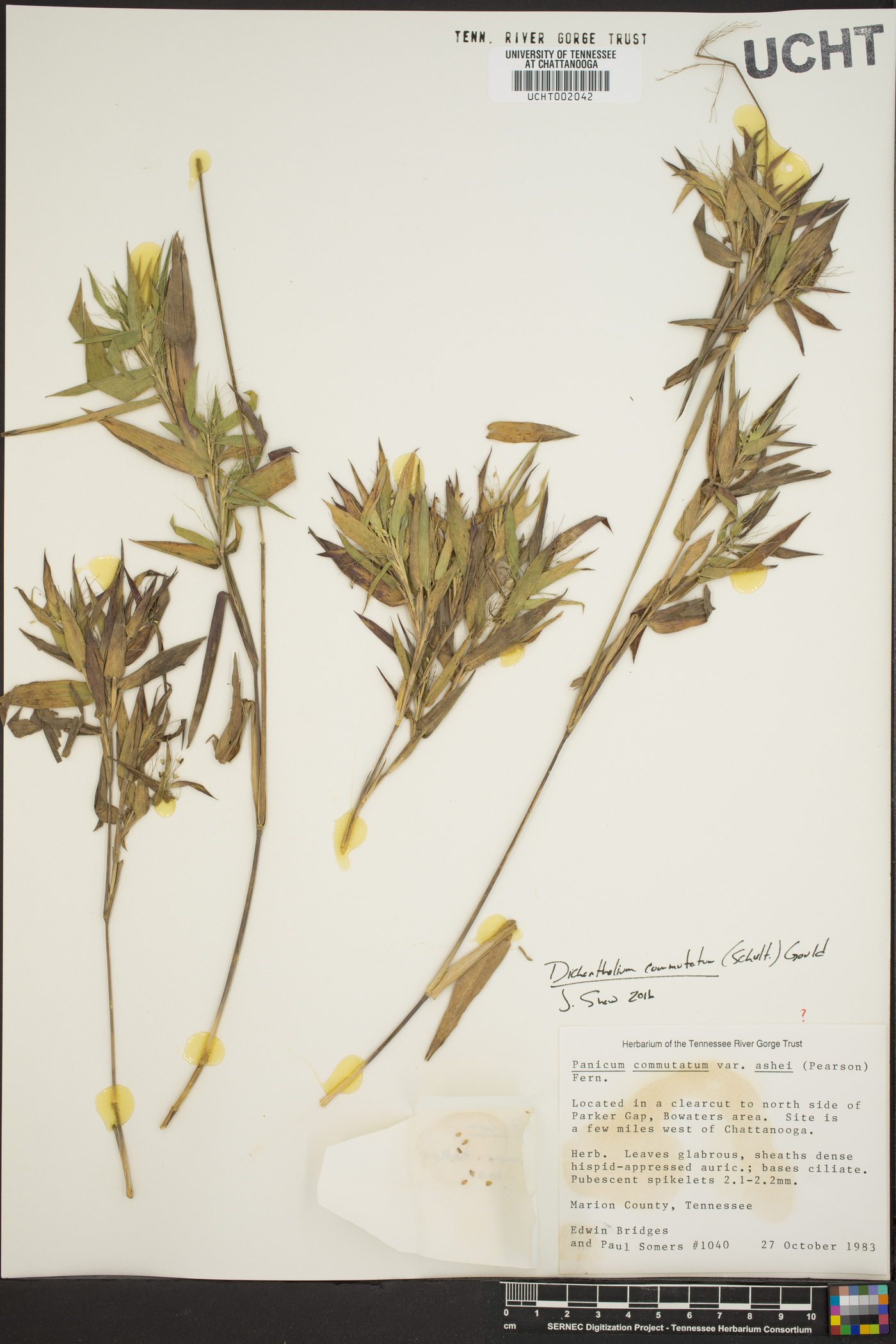 Panicum commutatum image