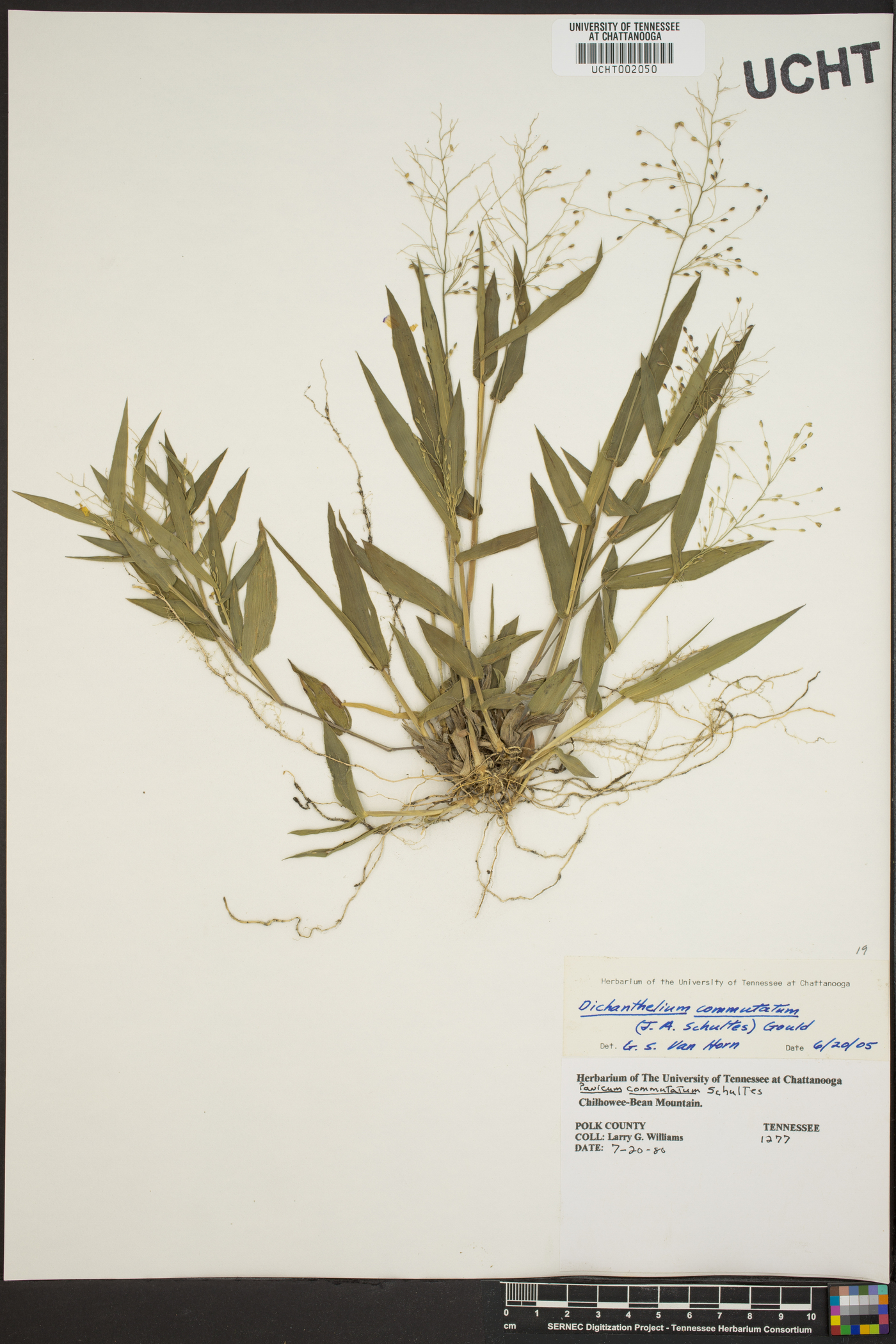 Panicum commutatum image