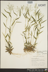 Panicum laxiflorum image