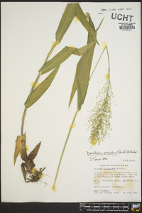 Dichanthelium polyanthes image