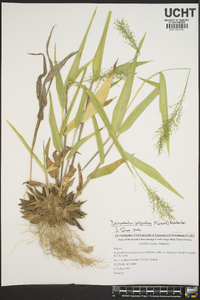 Dichanthelium polyanthes image