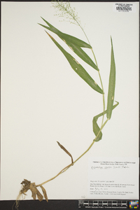 Dichanthelium polyanthes image