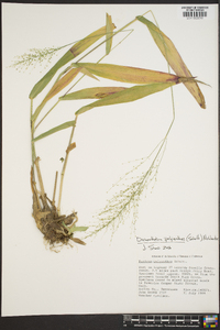 Dichanthelium polyanthes image