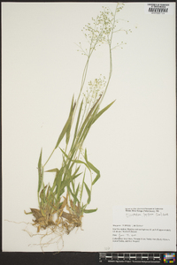 Dichanthelium laxiflorum image