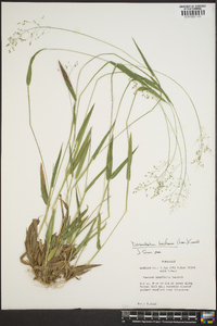 Dichanthelium laxiflorum image