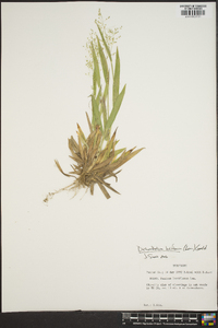 Dichanthelium laxiflorum image