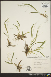 Dichanthelium laxiflorum image