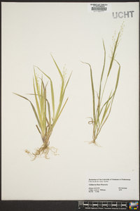 Panicum flexile image