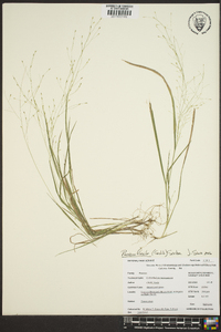 Panicum flexile image