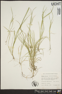 Panicum flexile image