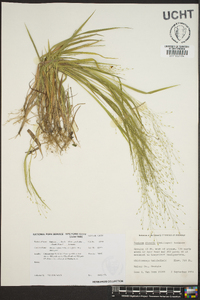 Panicum flexile image