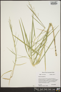 Panicum repens image