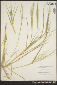 Panicum repens image