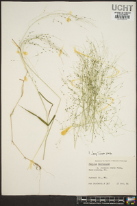 Kellochloa verrucosa image