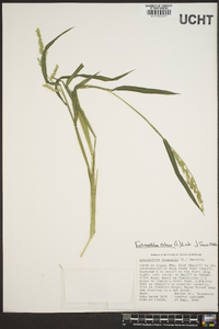 Echinochloa colona image