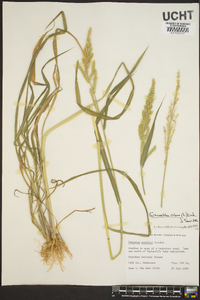 Echinochloa colona image