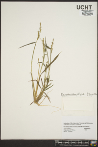 Echinochloa colona image