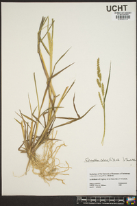 Echinochloa colona image