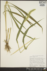 Setaria faberi image