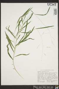 Leersia virginica image